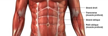 músculos abdominais