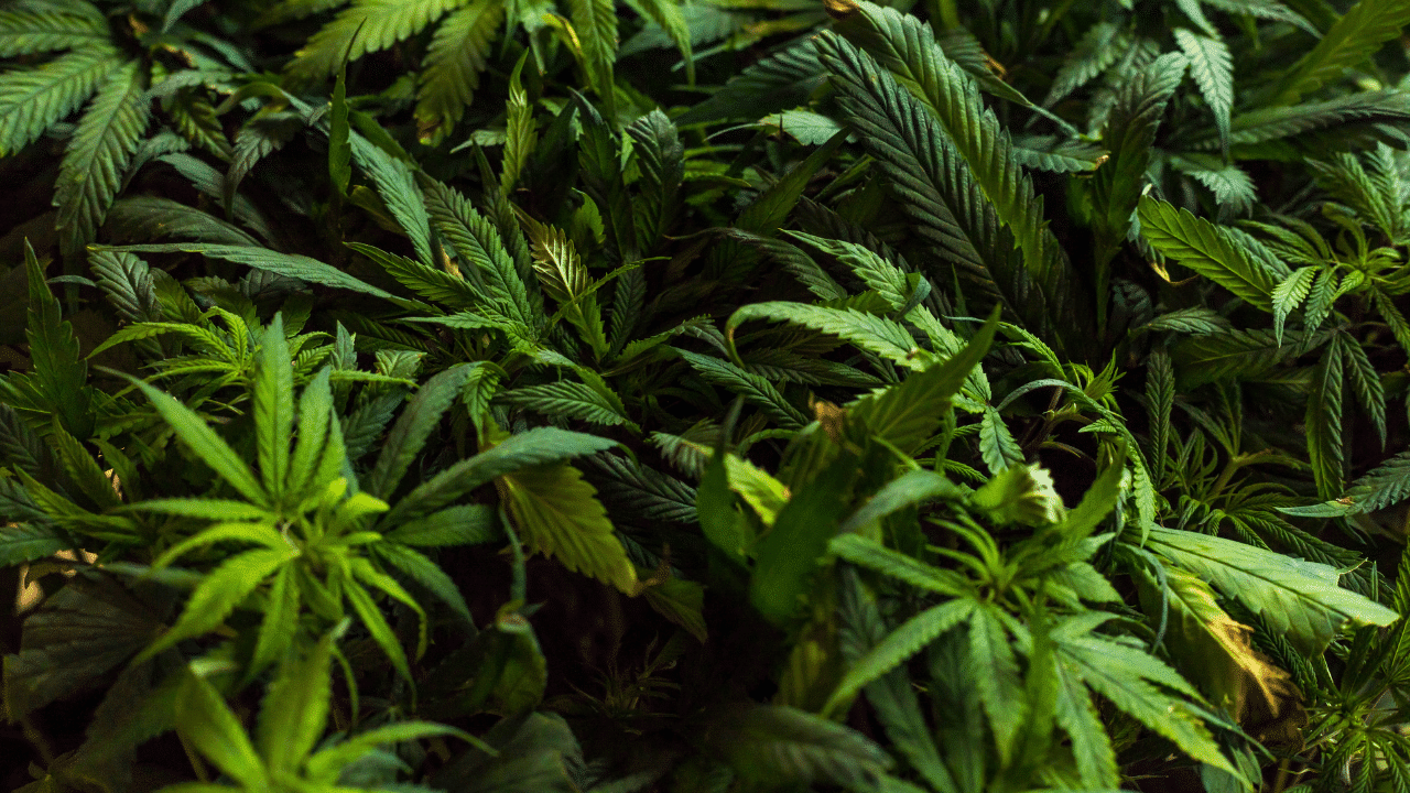 fleurs de CBD : assortiment coloré de fleurs de CBD variées