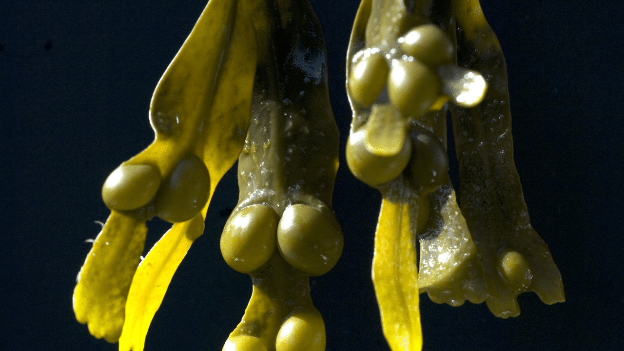 fucus pour maigrir : complément naturel de fucus utilisé pour la perte de poids