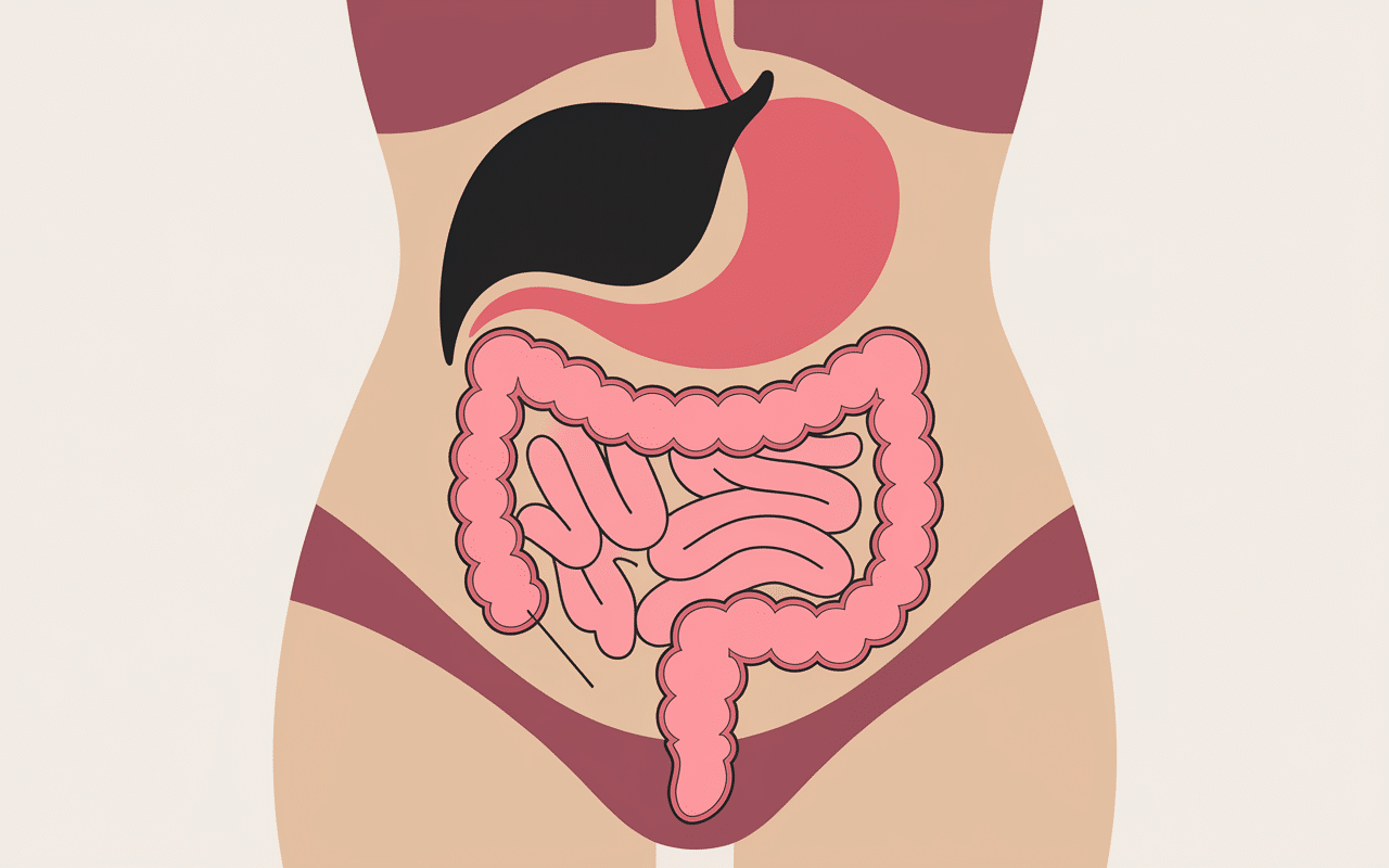 Schema coupe abdomen feminin localisation uterus ovaires vessie