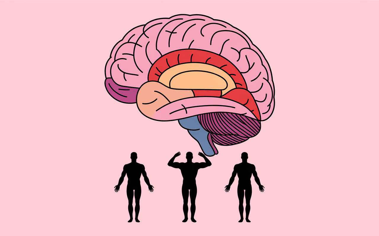 illustration muscles carré des lombes érecteurs rachis